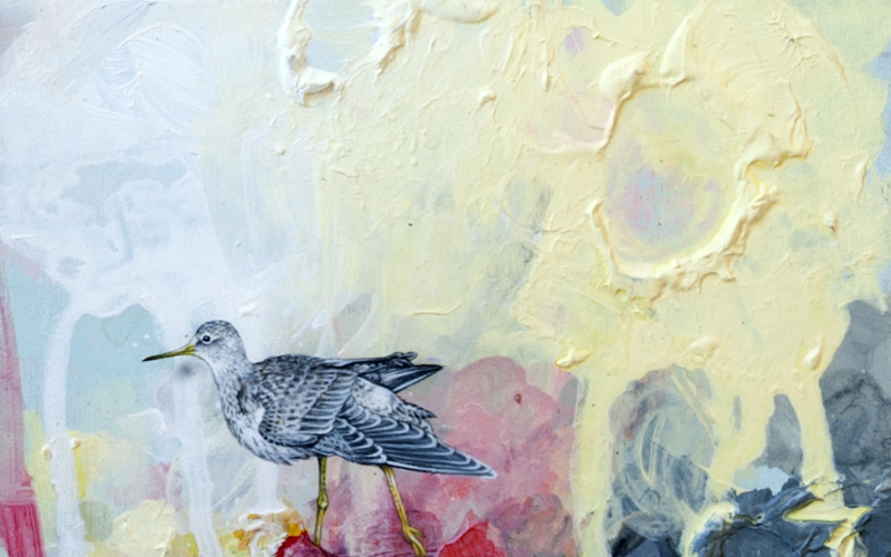 Lesser Yellowlegs